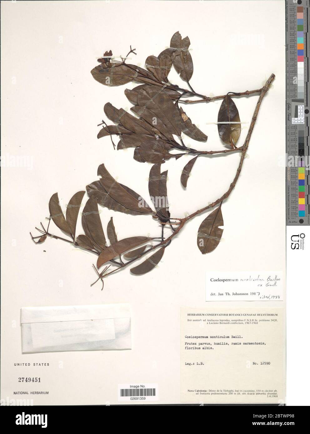 Coelospermum monticola Baill ex Guillaumin. Stock Photo