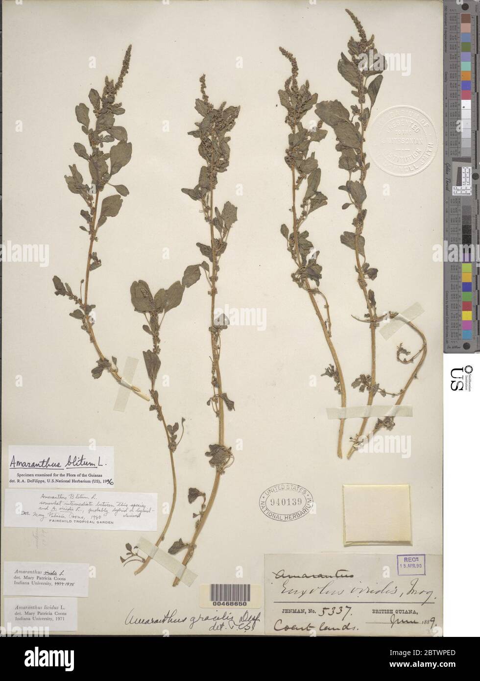 Amaranthus blitum L. Stock Photo