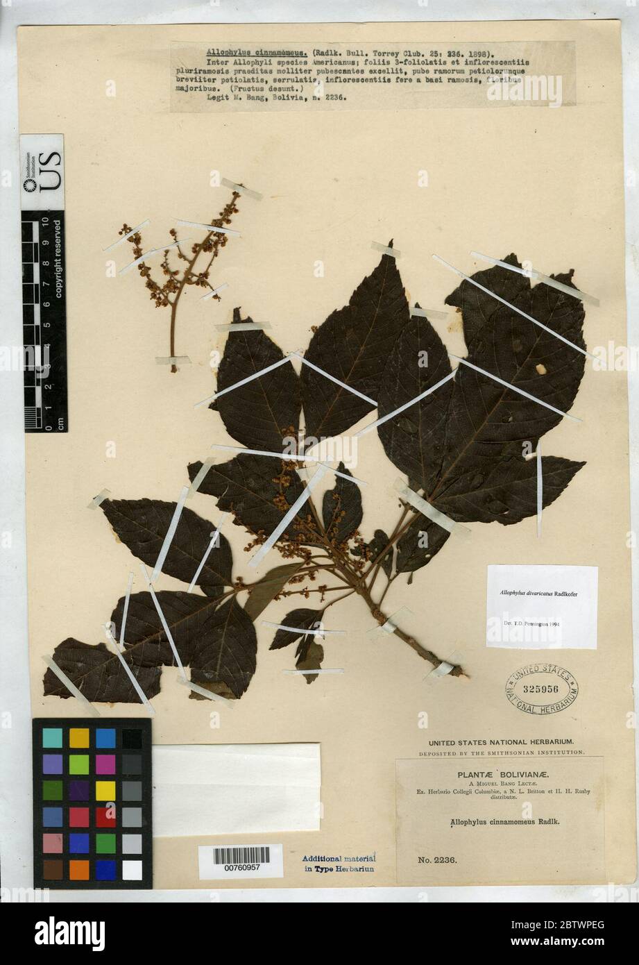 Allophylus divaricatus Radlk. Stock Photo