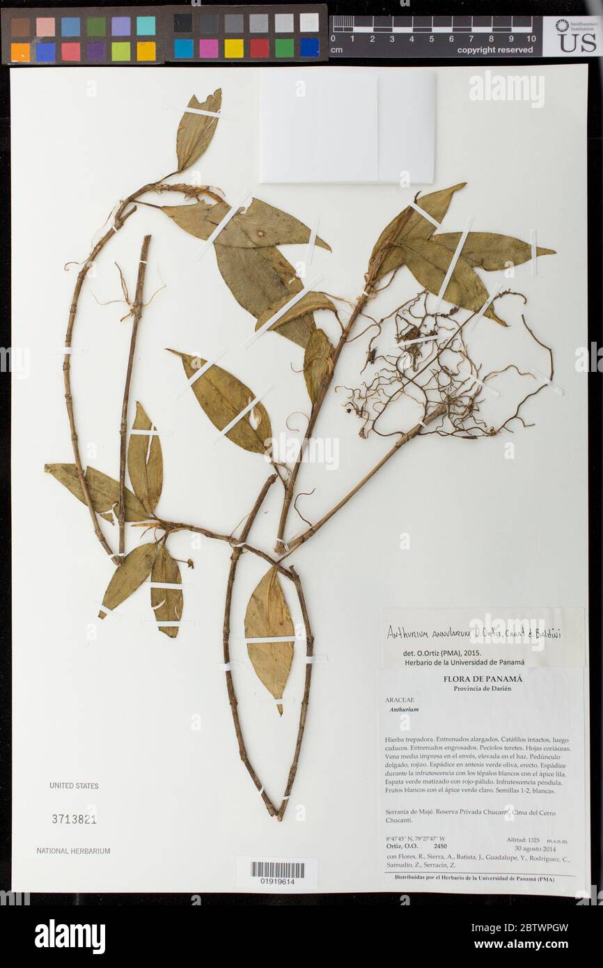 Anthurium annularum O Ortiz et al. Stock Photo
