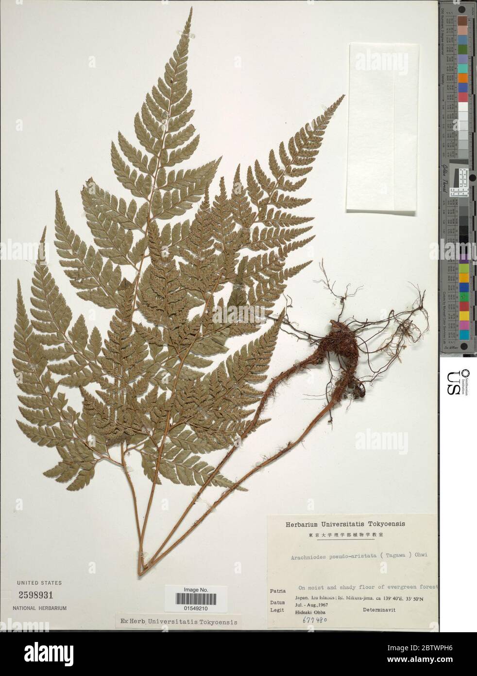 Arachniodes pseudoaristata Tagawa Ohwi. Stock Photo