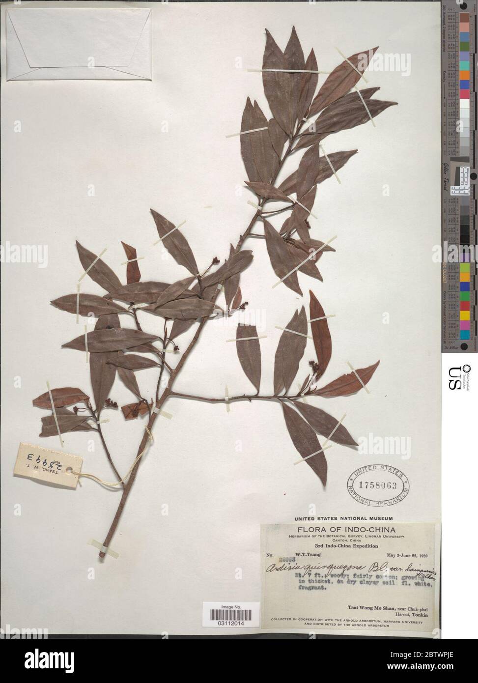 Ardisia quinquegona var hainanensis E Walker. Stock Photo