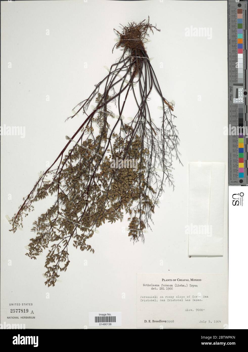 Argyrochosma formosa Liebm Windham Stock Photo Alamy