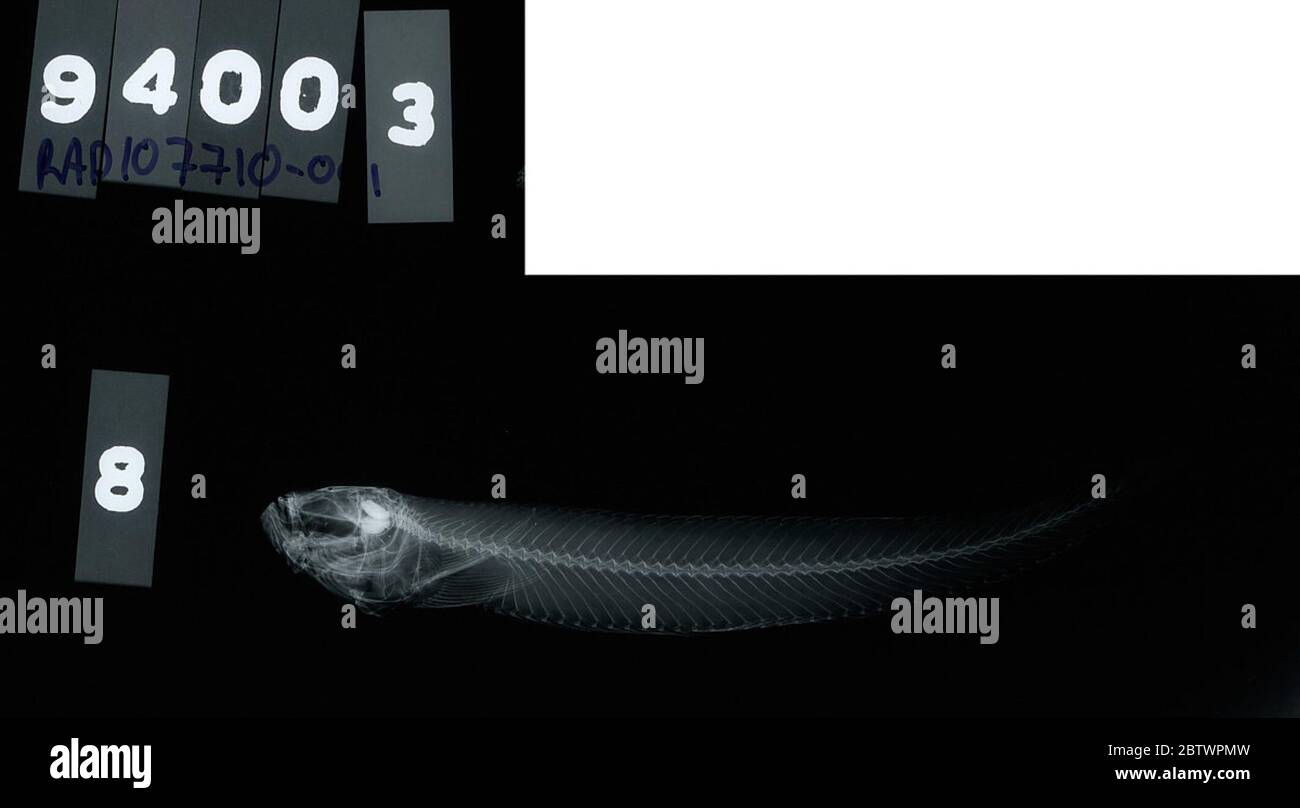 Cokeridia fimbriata Reid. Radiograph is of a type; The Smithsonian NMNH Division of Fishes uses the convention of maintaining the original species name for type specimens designated at the time of description. The currently accepted name for this species is Dactyloscopus fimbriata.26 Oct 20181 Stock Photo