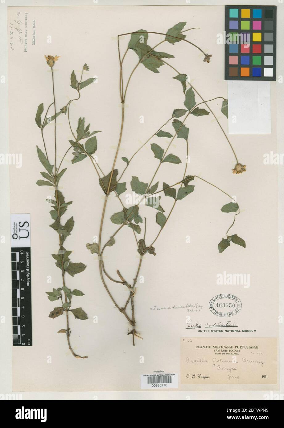 Aspilia potosina Brandegee. Stock Photo