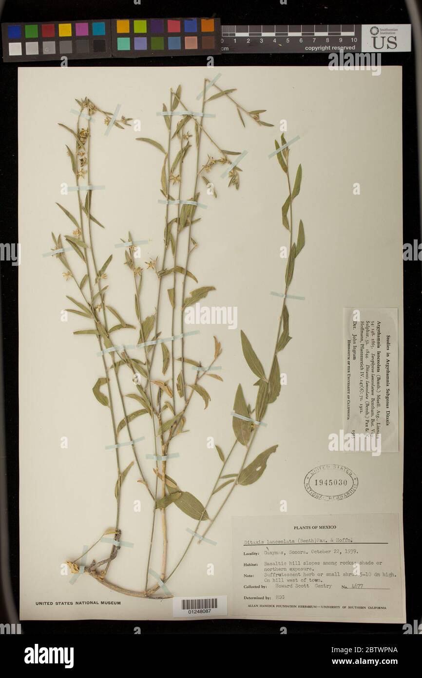 Argythamnia lanceolata Benth Mll Arg. Stock Photo