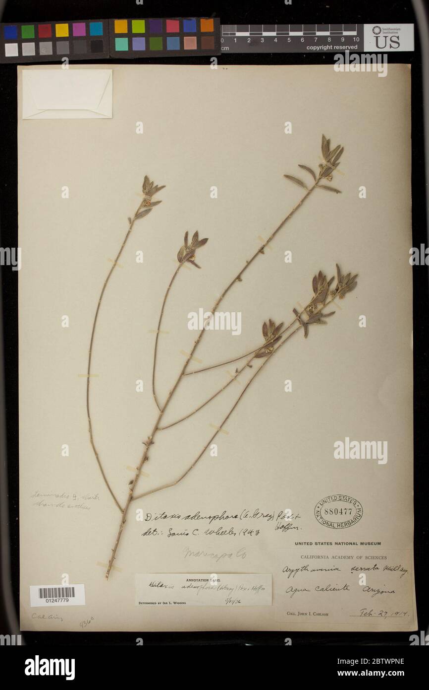 Argythamnia adenophora A Gray. Stock Photo