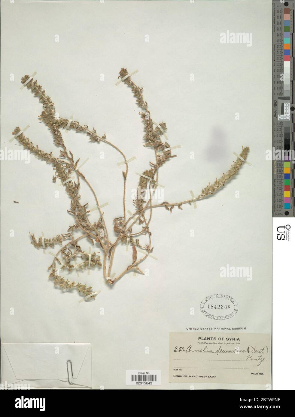 Arnebia decumbens Vent Coss Kralik. Stock Photo
