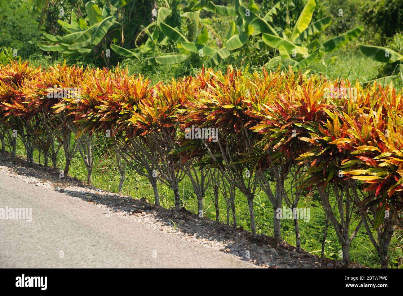 Row of multicolored garden croton plant (Codiaeum variegatum) among green tropical vegetation. Stock Photo