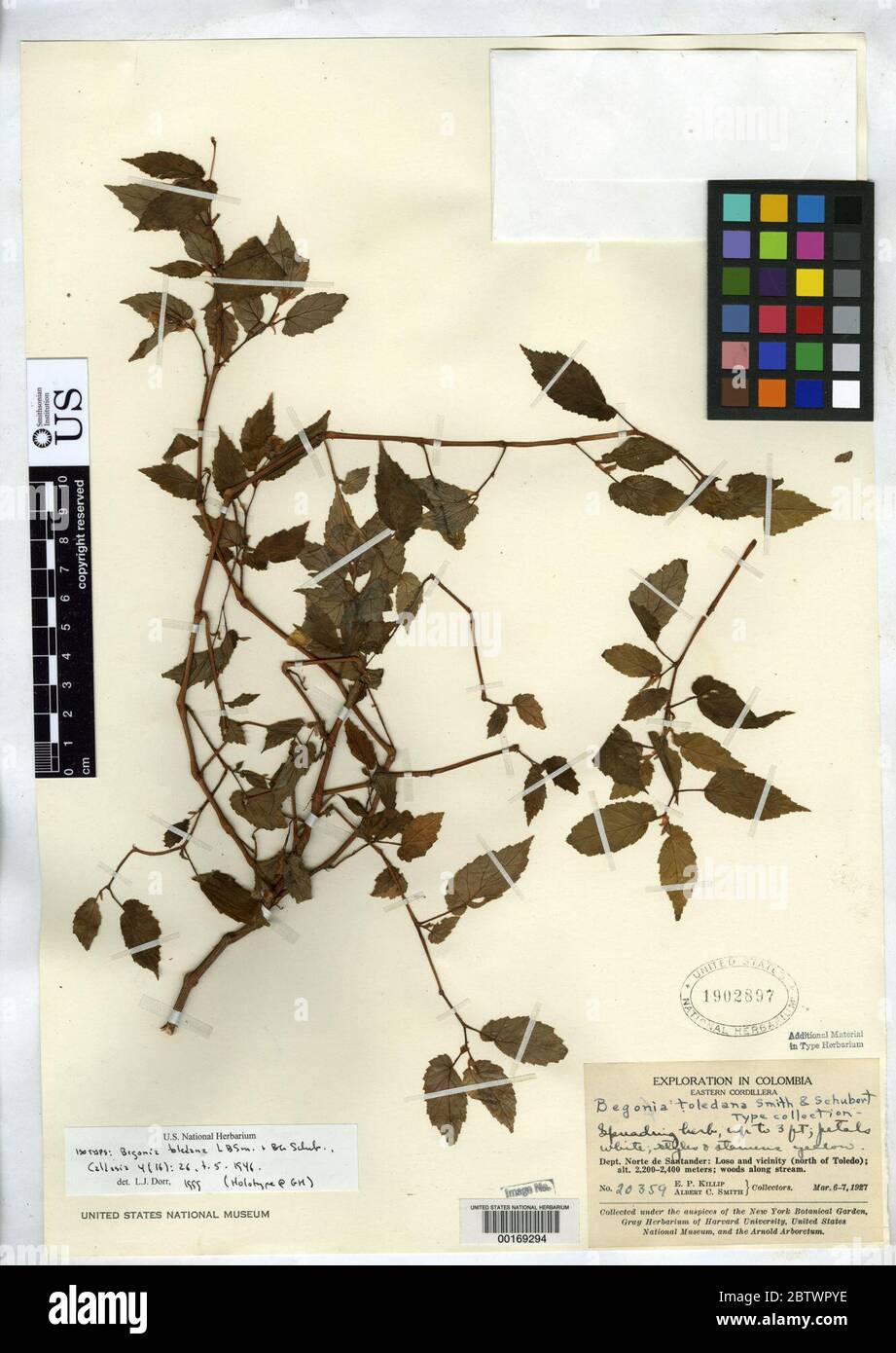 Begonia toledana LB Sm BG Schub. Stock Photo
