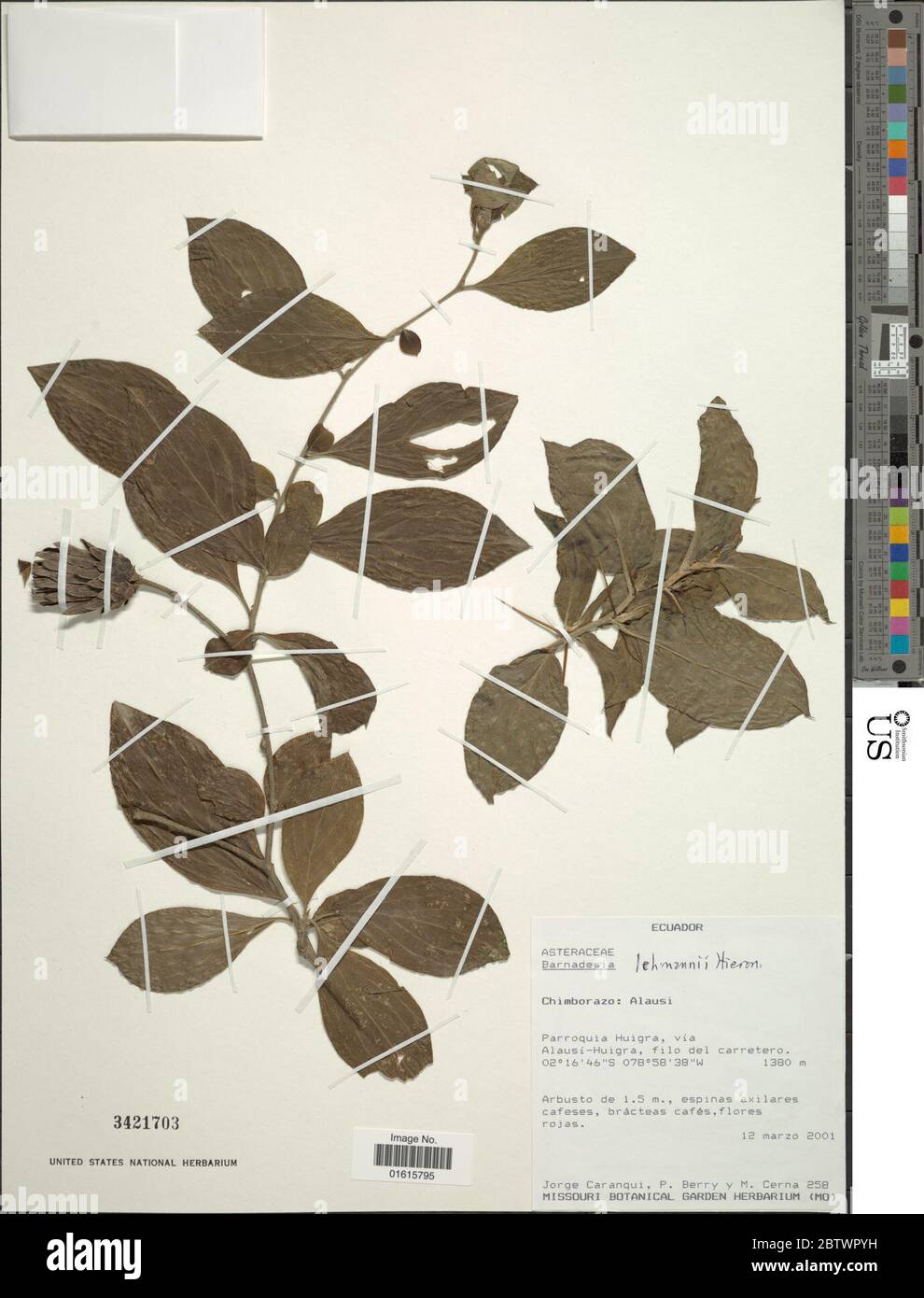 Barnadesia lehmannii. Stock Photo