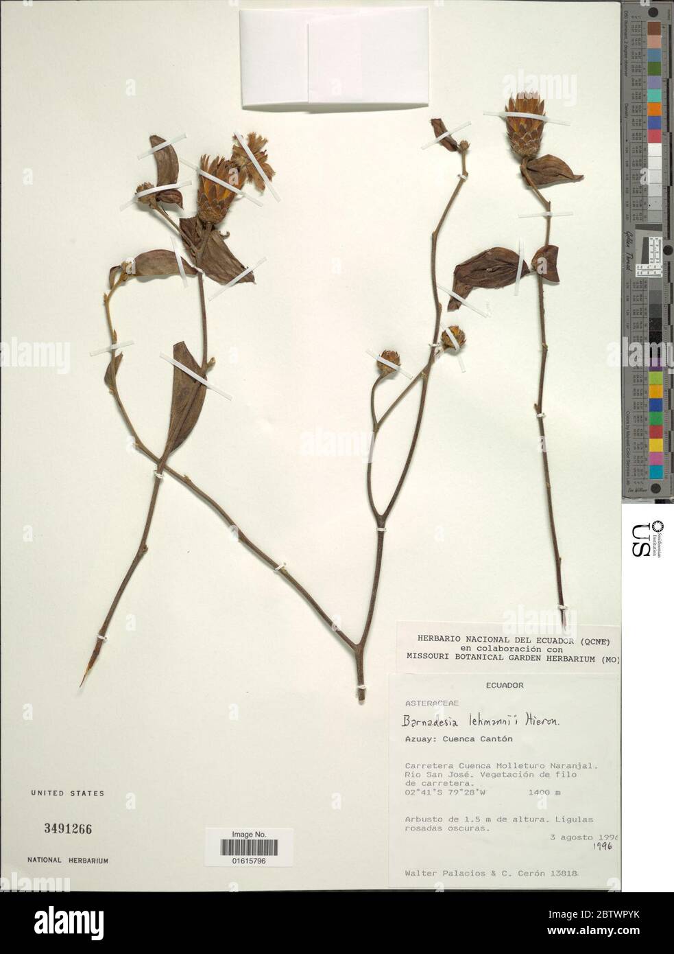 Barnadesia lehmannii. Stock Photo