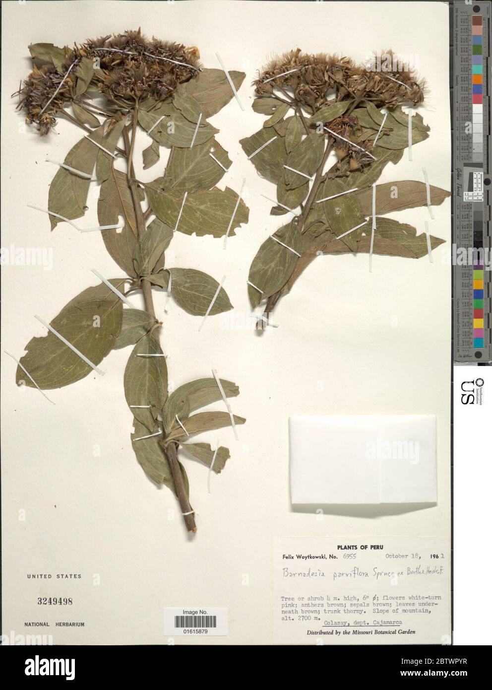 Barnadesia parviflora Spruce ex Benth Hook f. Stock Photo