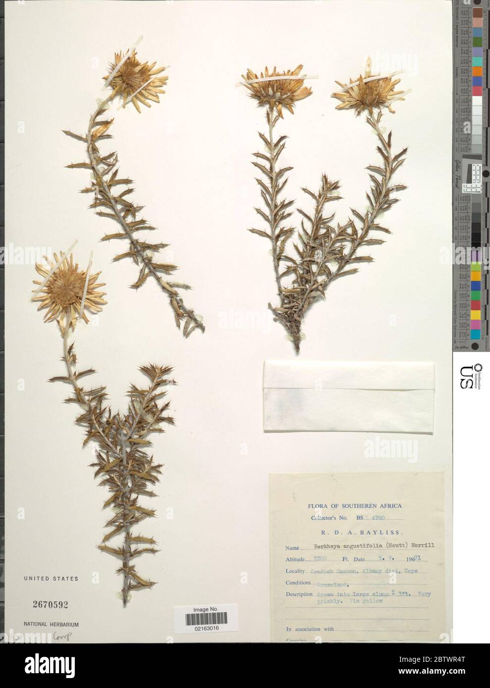 Berkheya angustifolia Houtt Merr. Stock Photo
