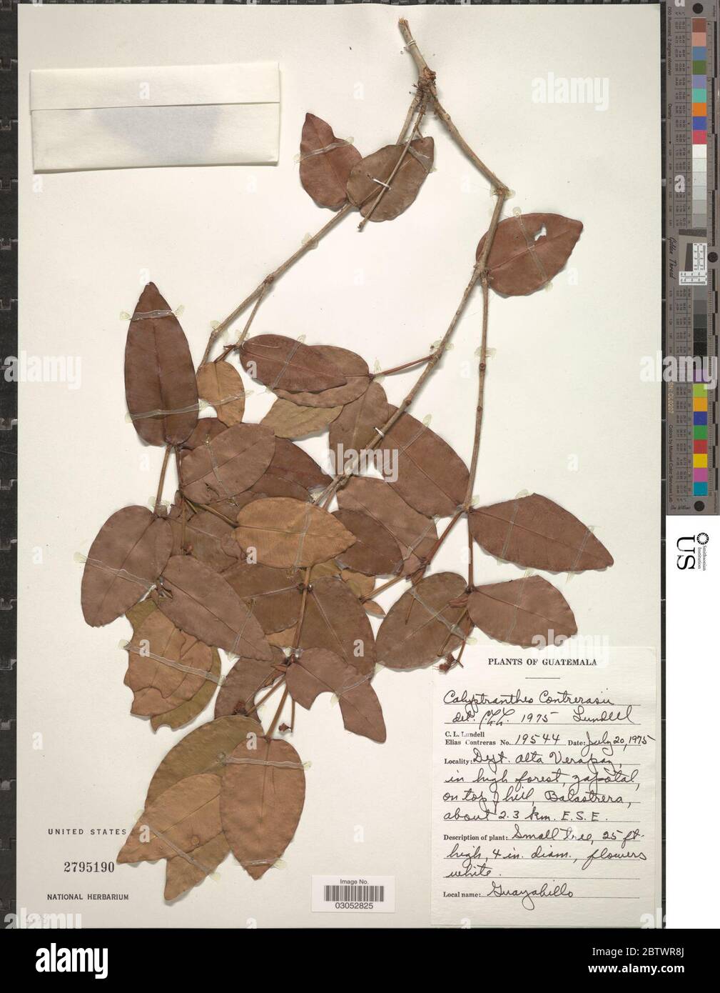Calyptranthes contrerasii Lundell. Stock Photo