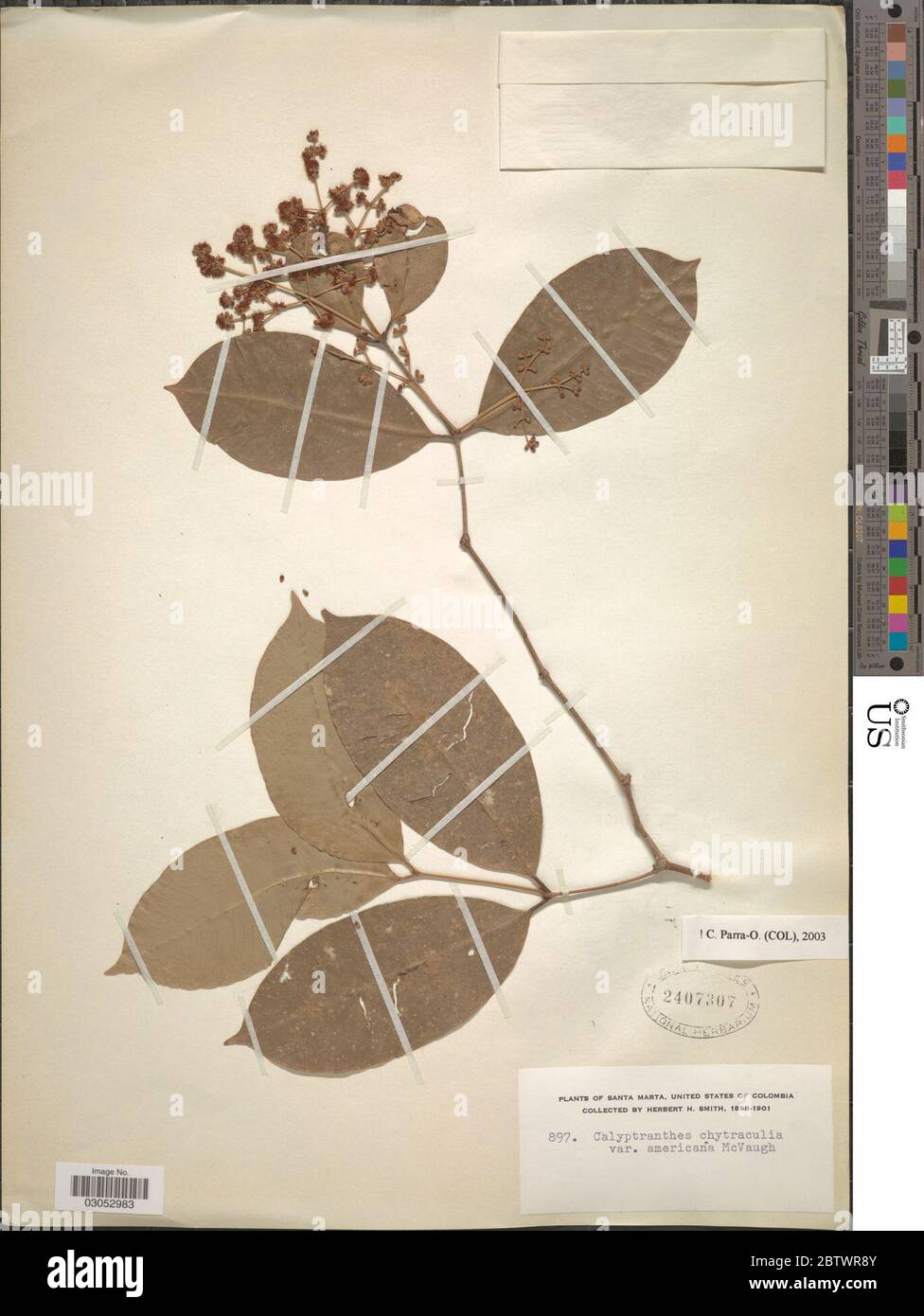 Calyptranthes chytraculia var americana McVaugh. Stock Photo