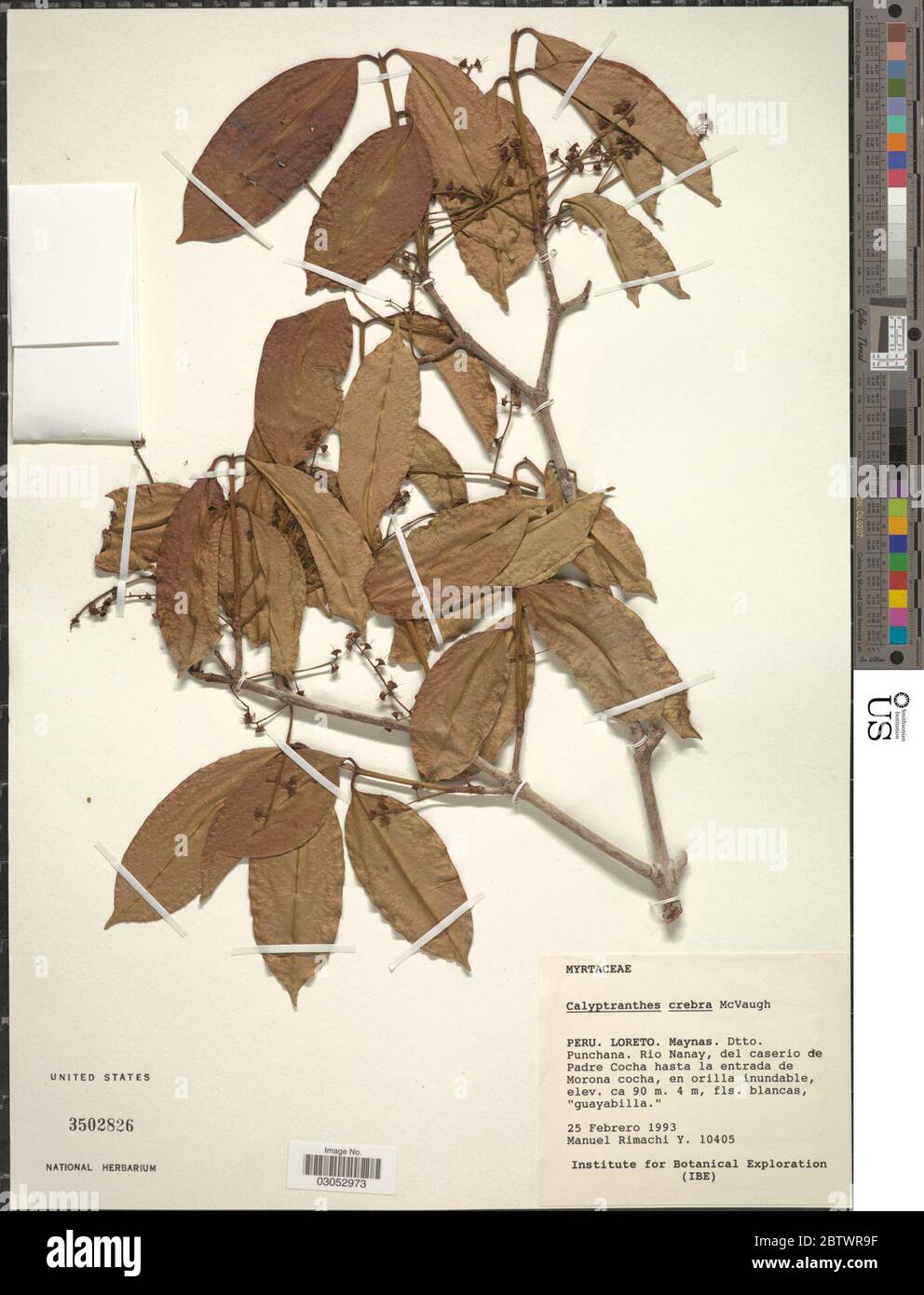 Calyptranthes crebra McVaugh. Stock Photo