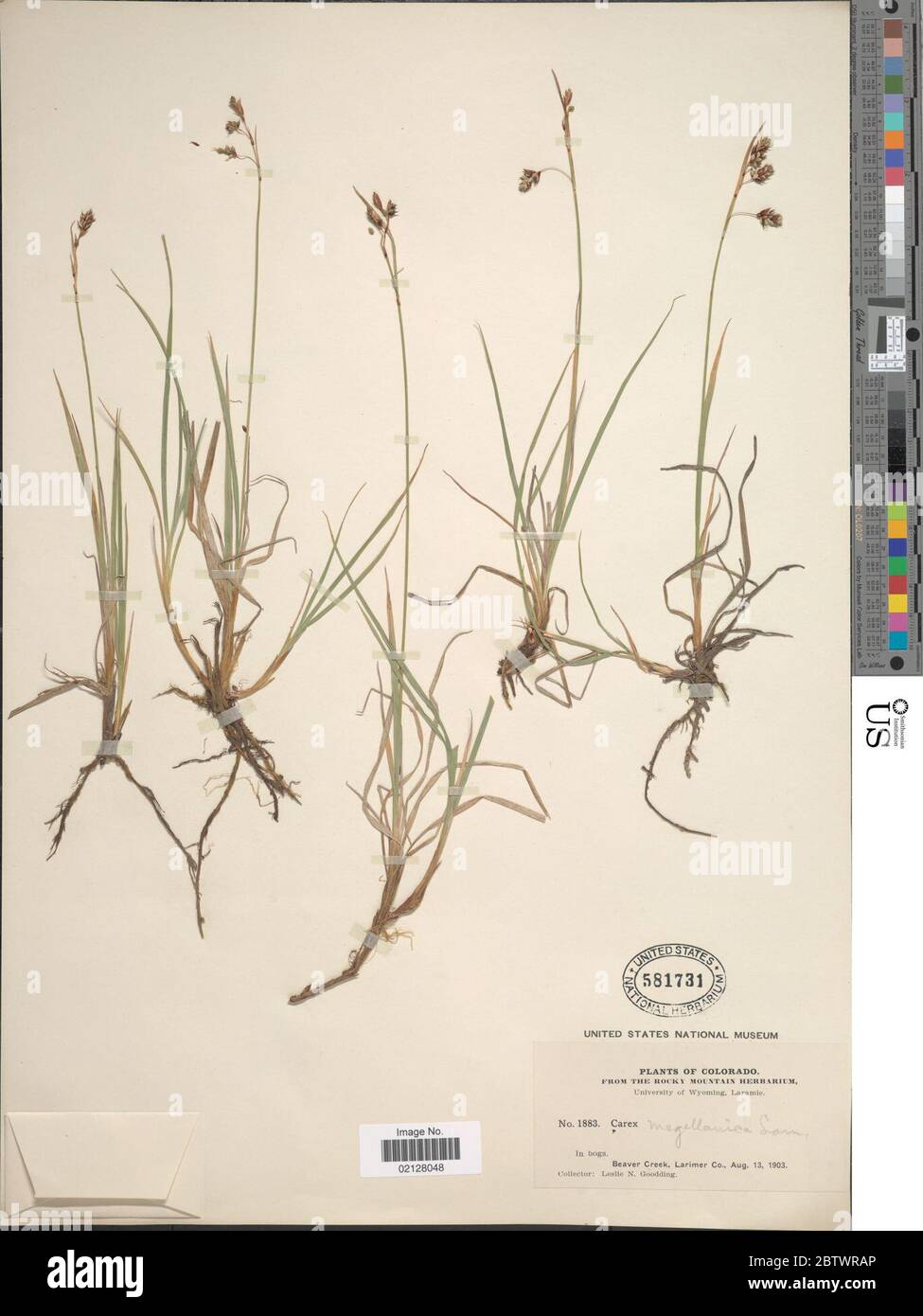 Carex paupercula Michx. Stock Photo