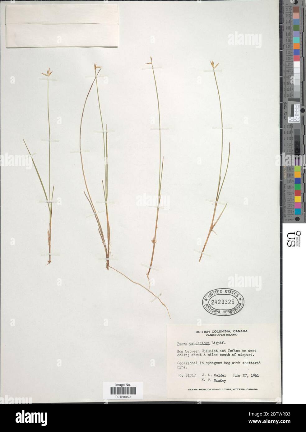 Carex pauciflora. Stock Photo