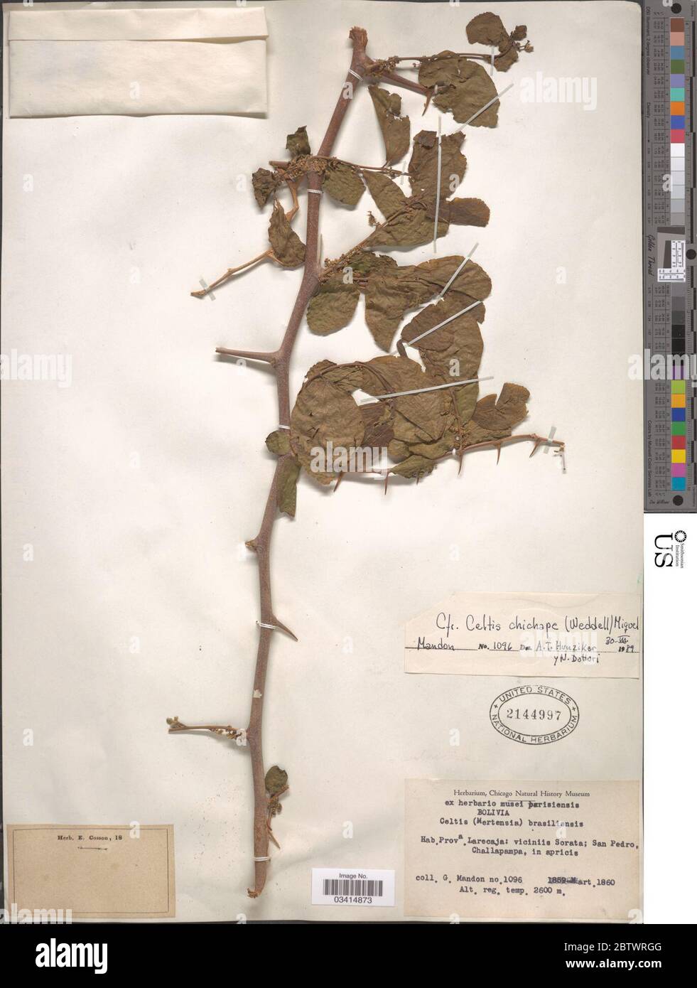 Celtis pubescens var chichape Wedd Baehni. Stock Photo
