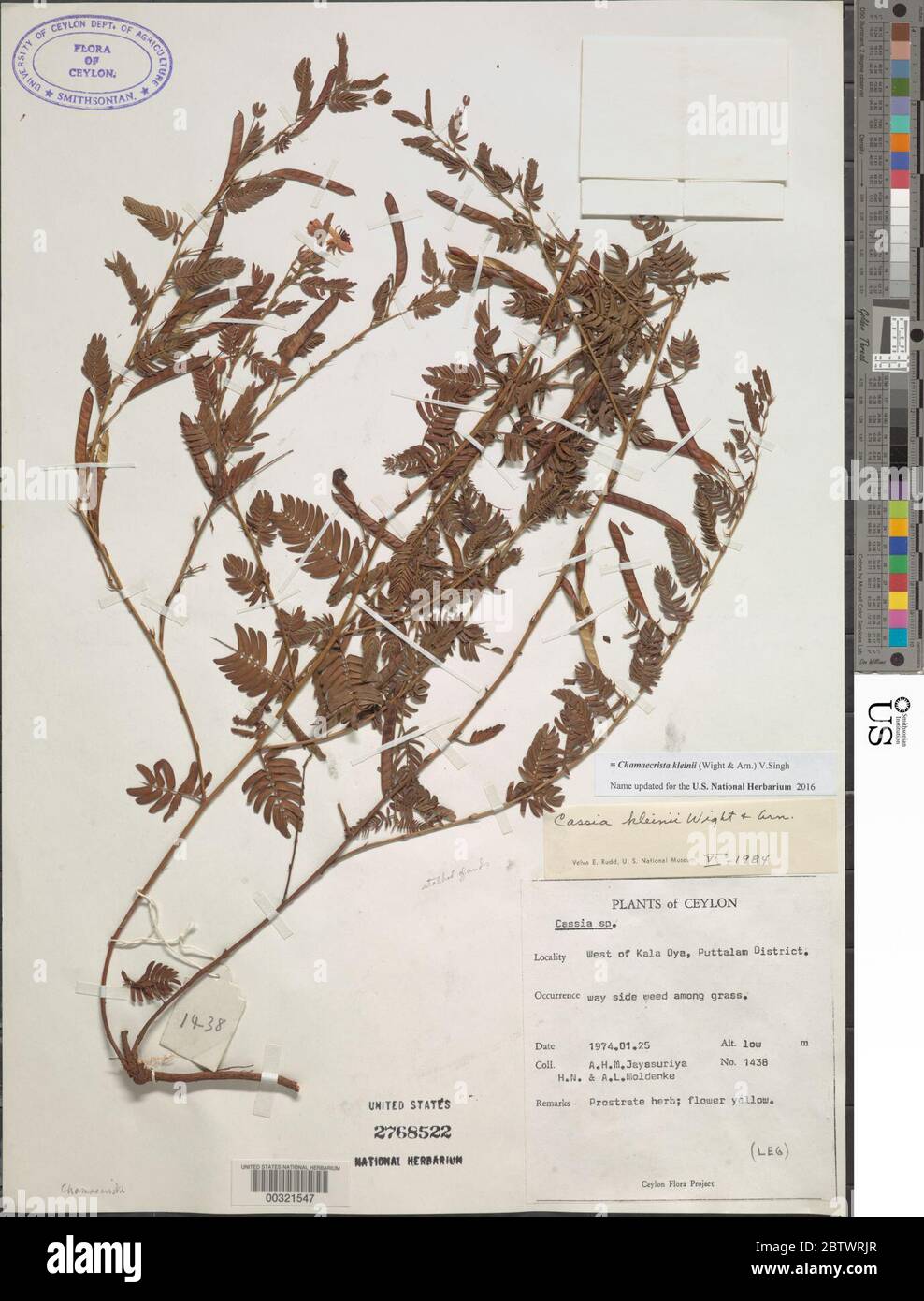 Chamaecrista nictitans var glabrata Vogel HS Irwin Barneby. Stock Photo
