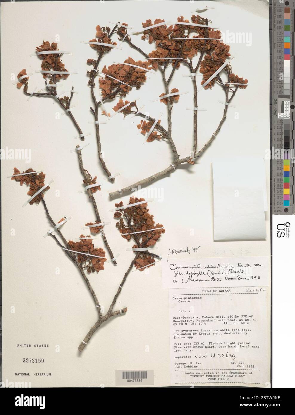Chamaecrista adiantifolia var pteridophylla Sandwith HS Irwin Barneby. Stock Photo