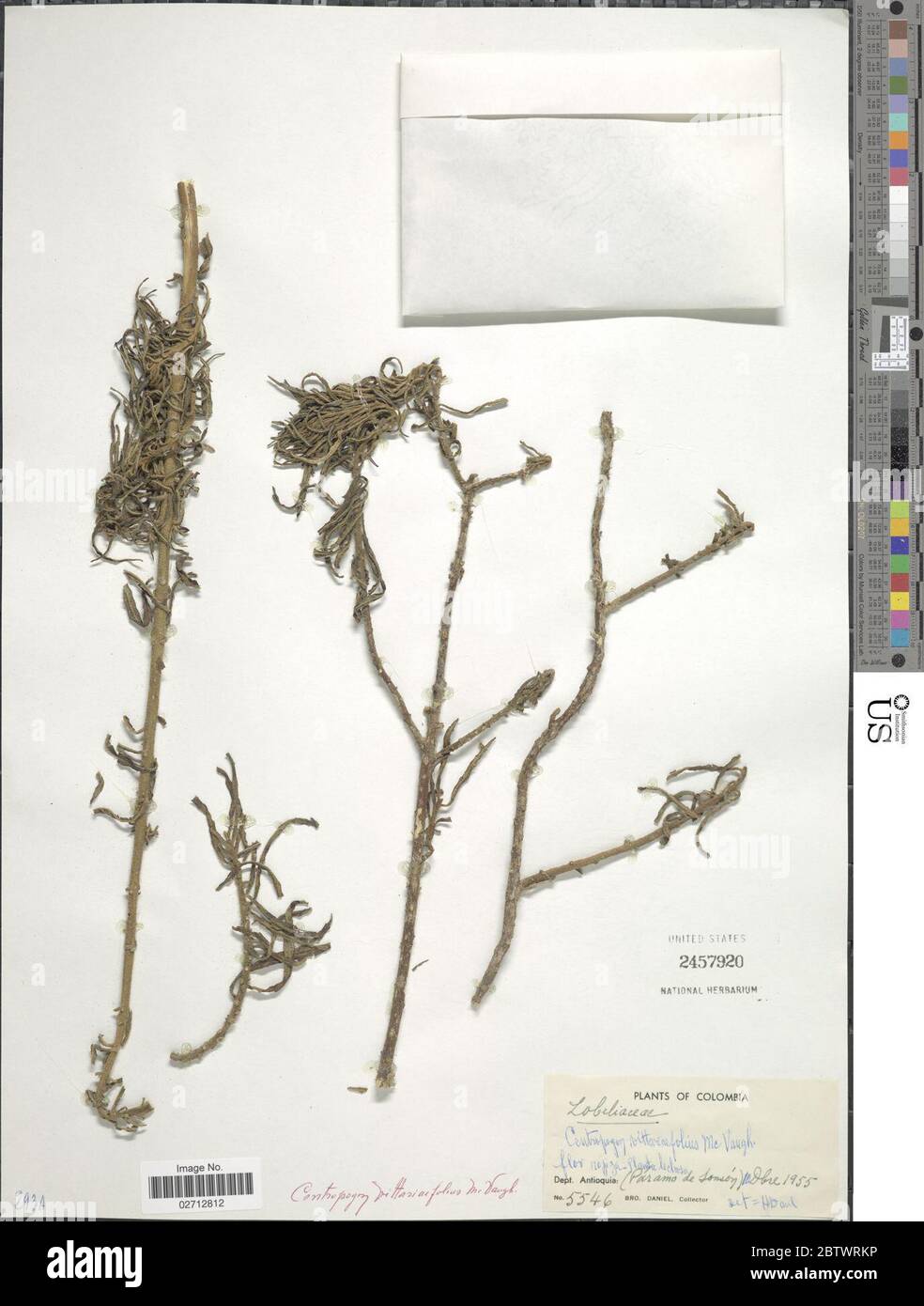 Centropogon vittariaefolius McVaugh. Stock Photo