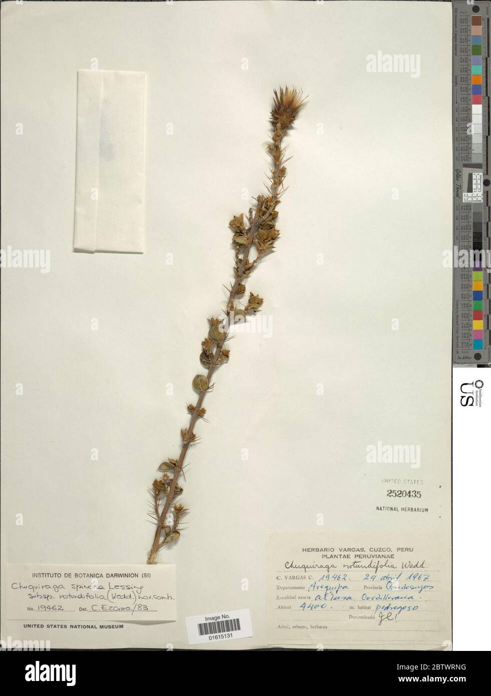 Chuquiraga spinosa subsp rotundifolia Wedd C Ezcurra. Stock Photo