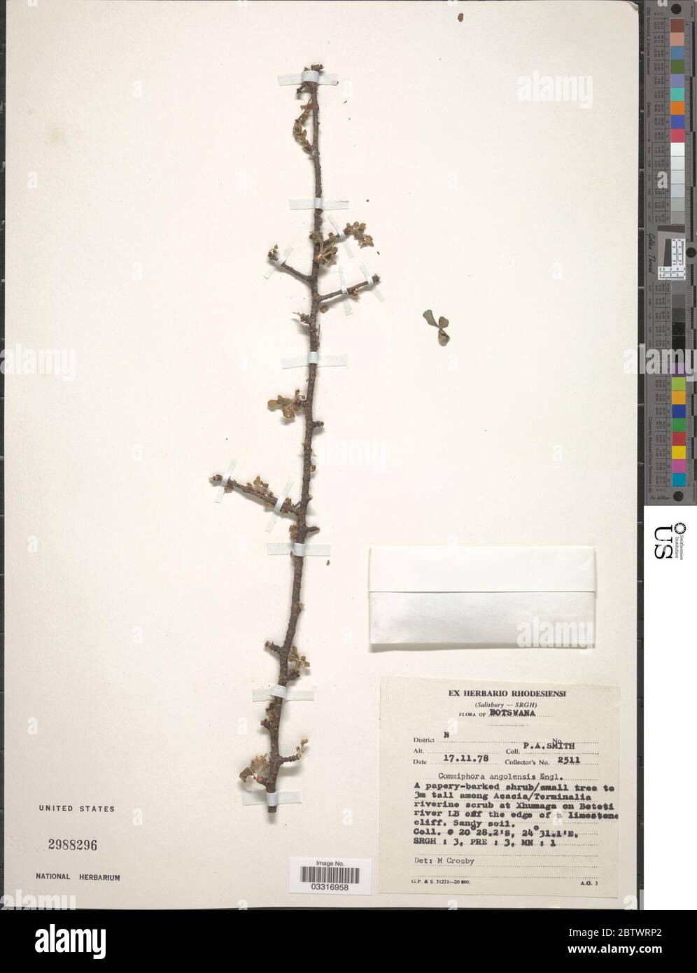 Commiphora angolensis Engl. 12 Jul 20191 Stock Photo