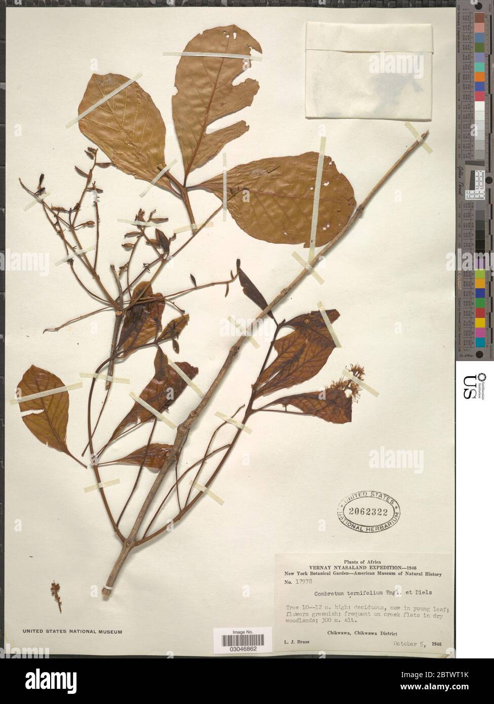 Combretum ternifolium Engl Diels. Stock Photo