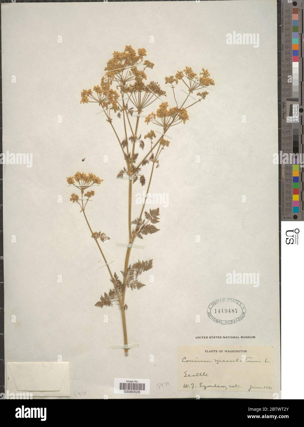 Conium maculatum L. Stock Photo