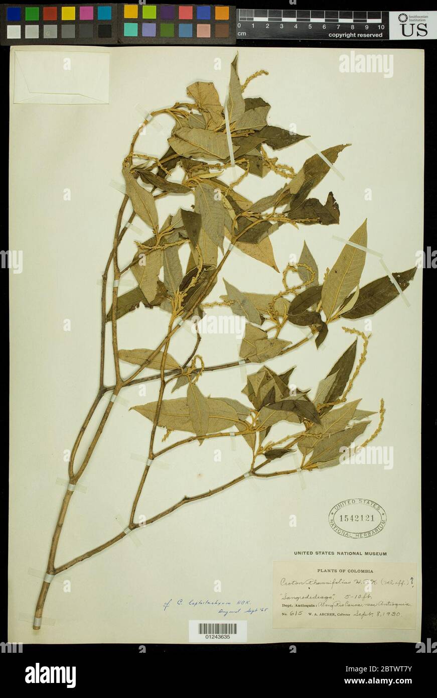 Croton leptostachyus Kunth. Stock Photo
