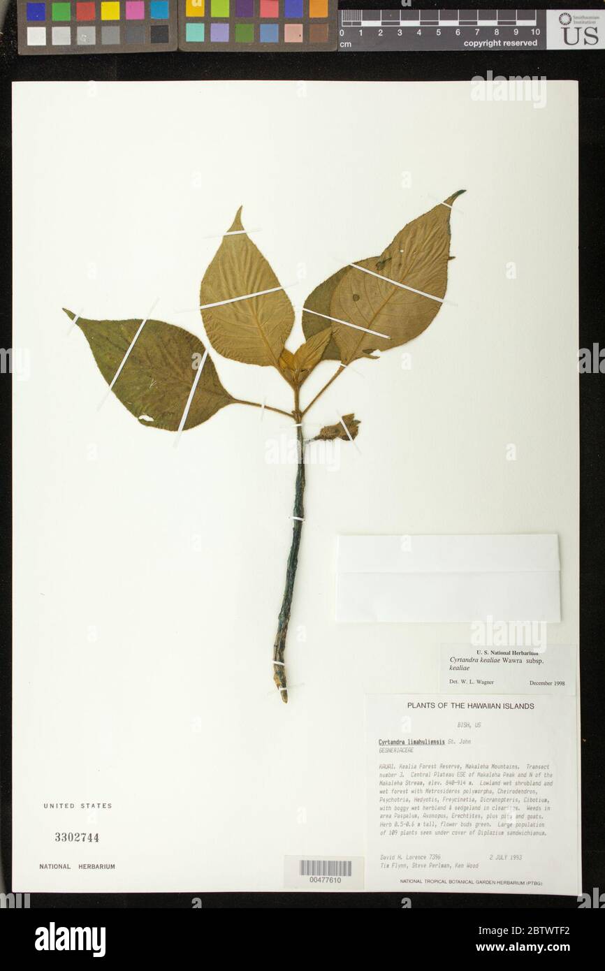 Cyrtandra kealiae Wawra subsp kealiae. Stock Photo