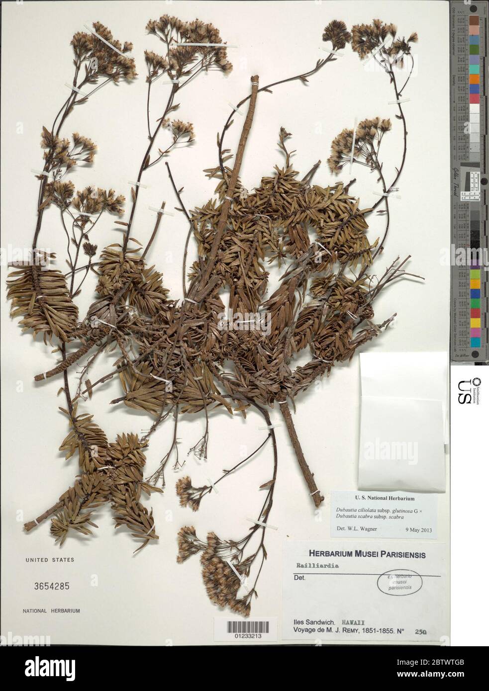 Dubautia hybrid. Stock Photo
