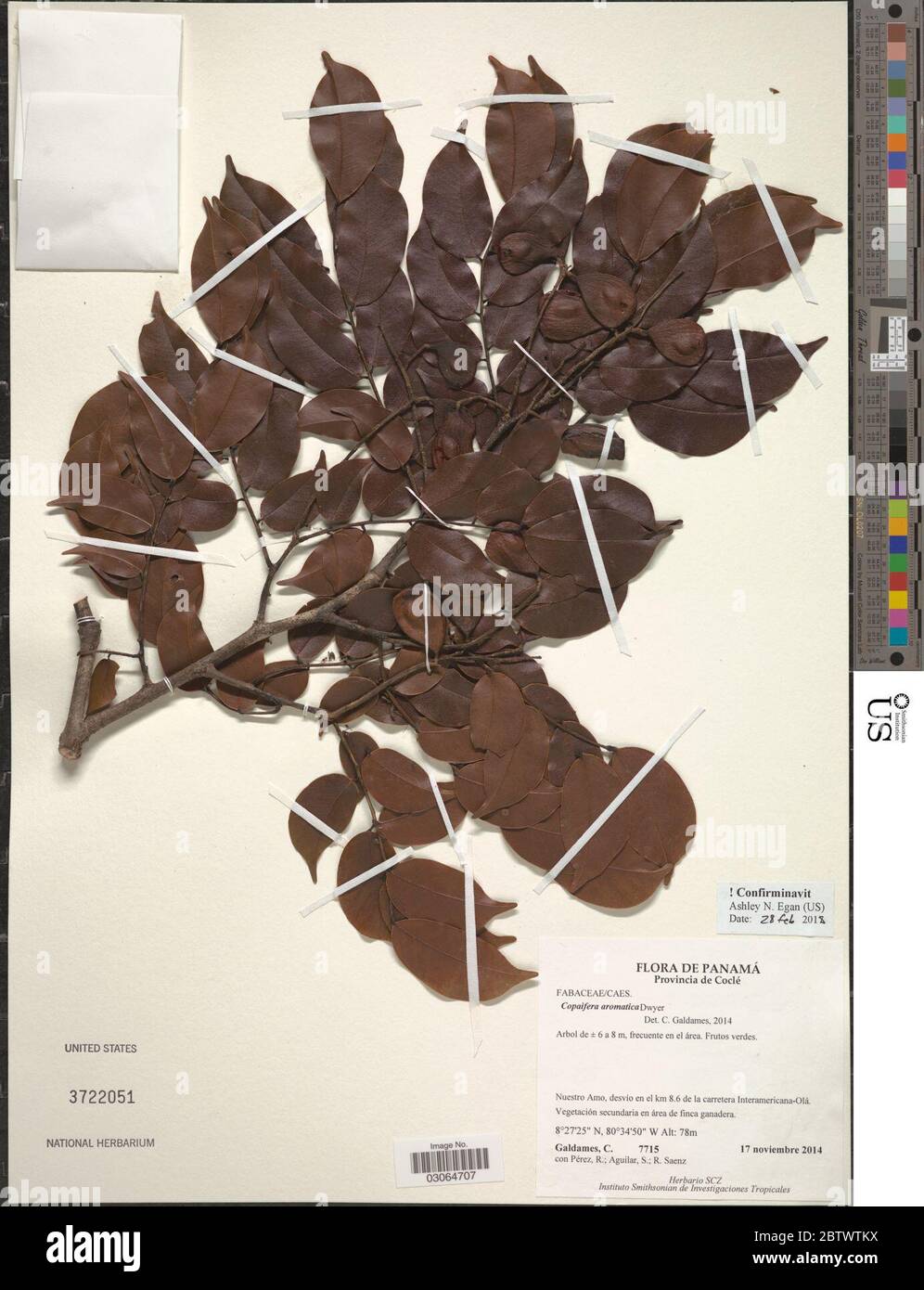 Copaifera aromatica Dwyer. Stock Photo