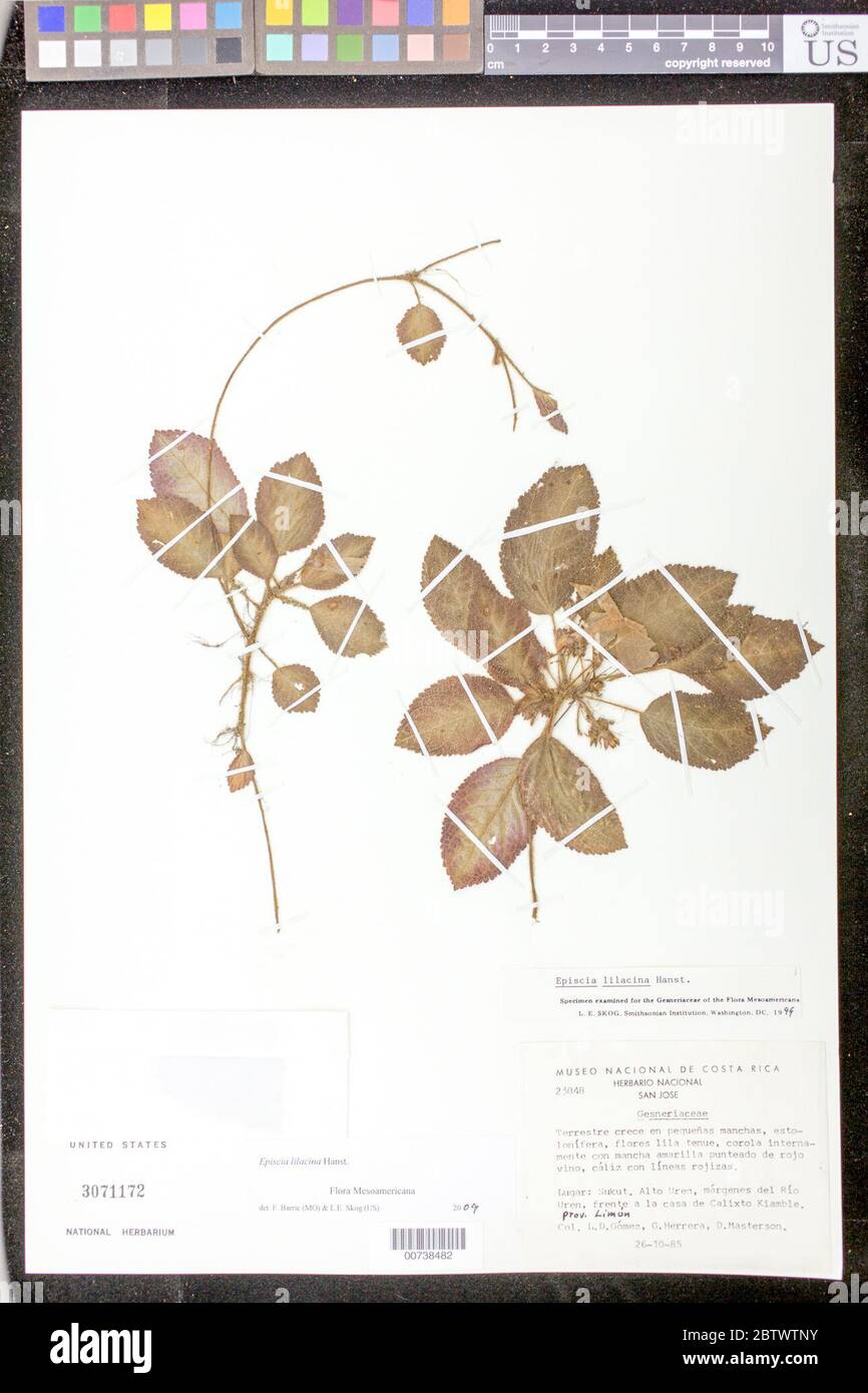 Episcia lilacina Hanst. Stock Photo