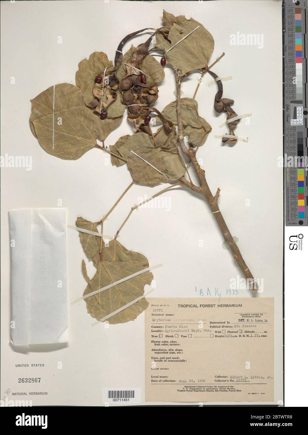 Erythrina berteroana Urb. Stock Photo