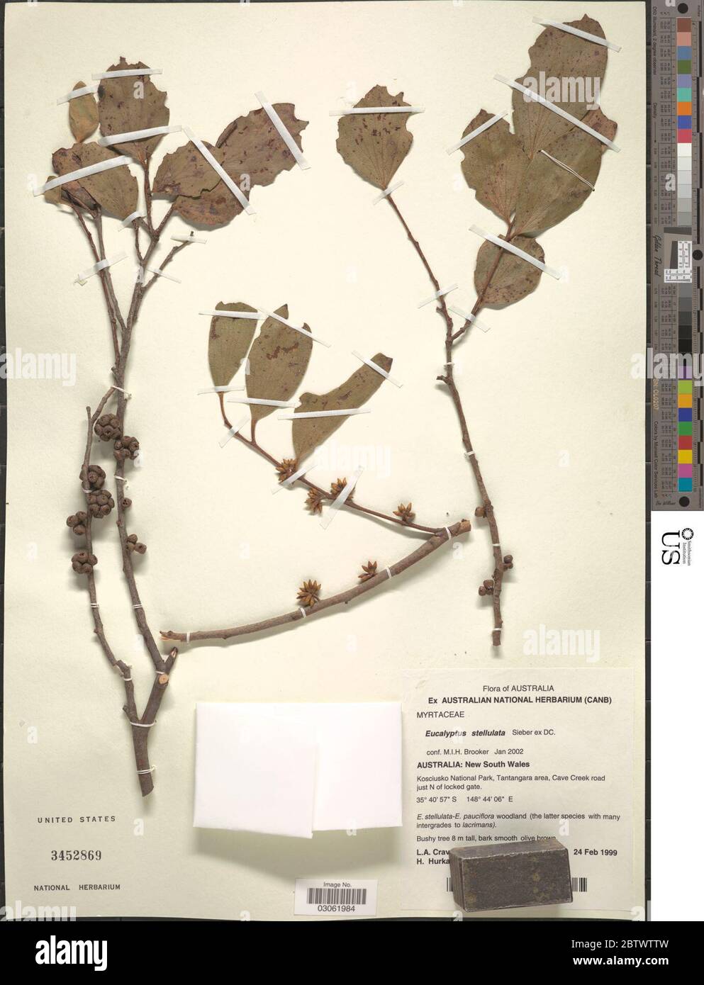 Eucalyptus stellulata Sieber ex DC. Stock Photo