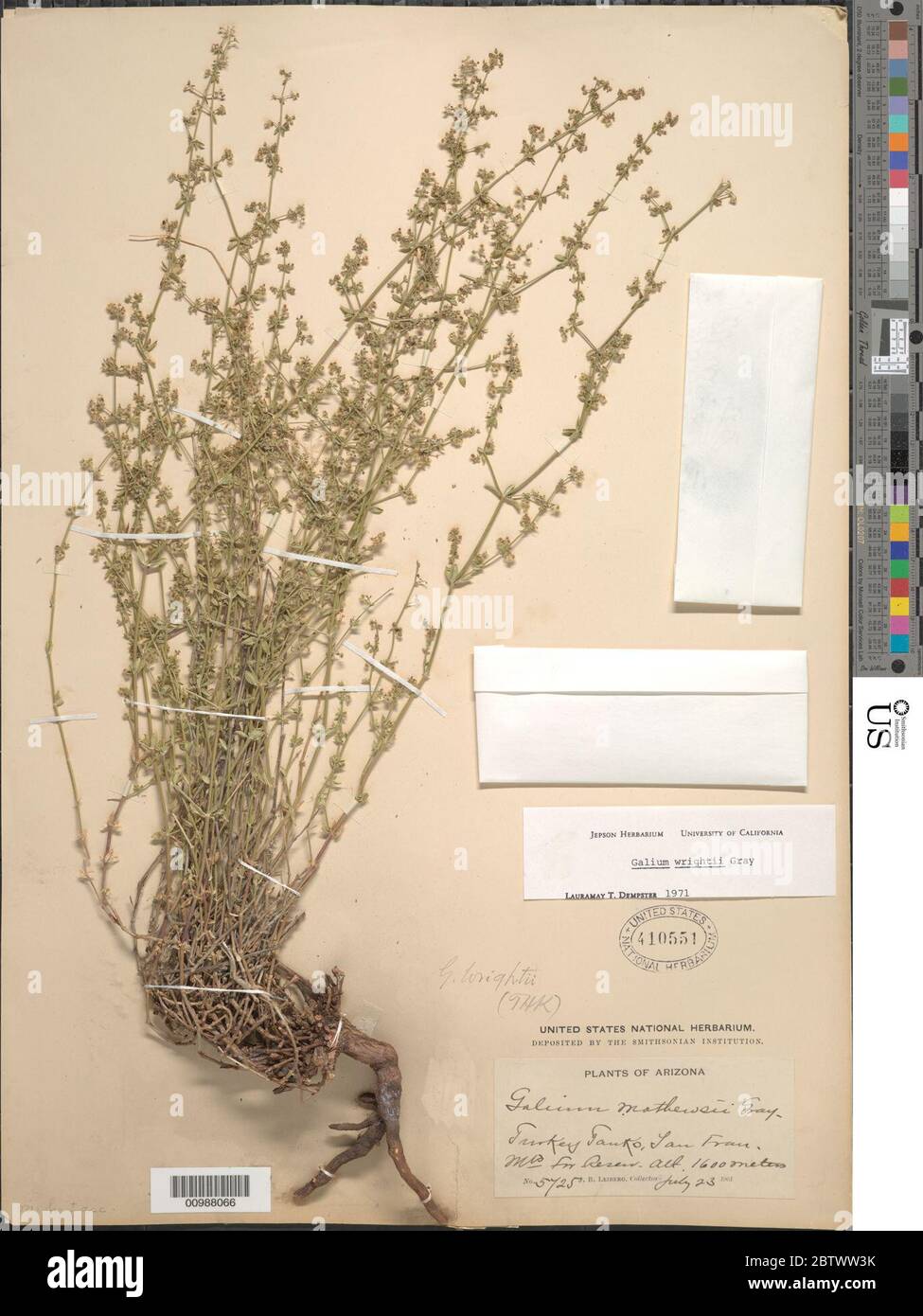 Galium wrightii A Gray. Stock Photo