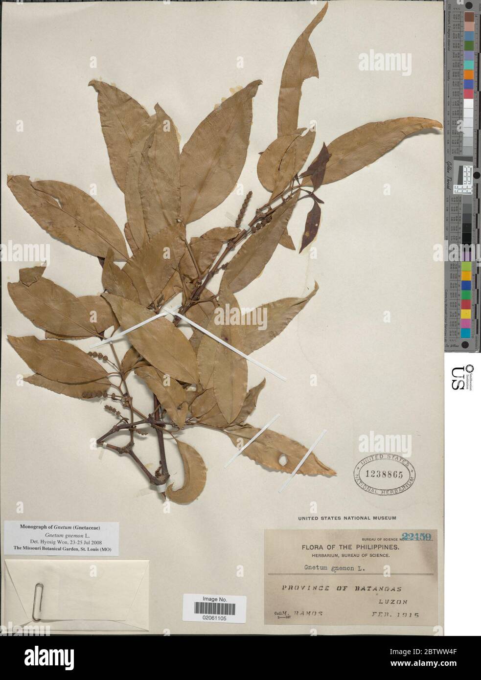 Gnetum gnemon hi-res stock photography and images - Alamy