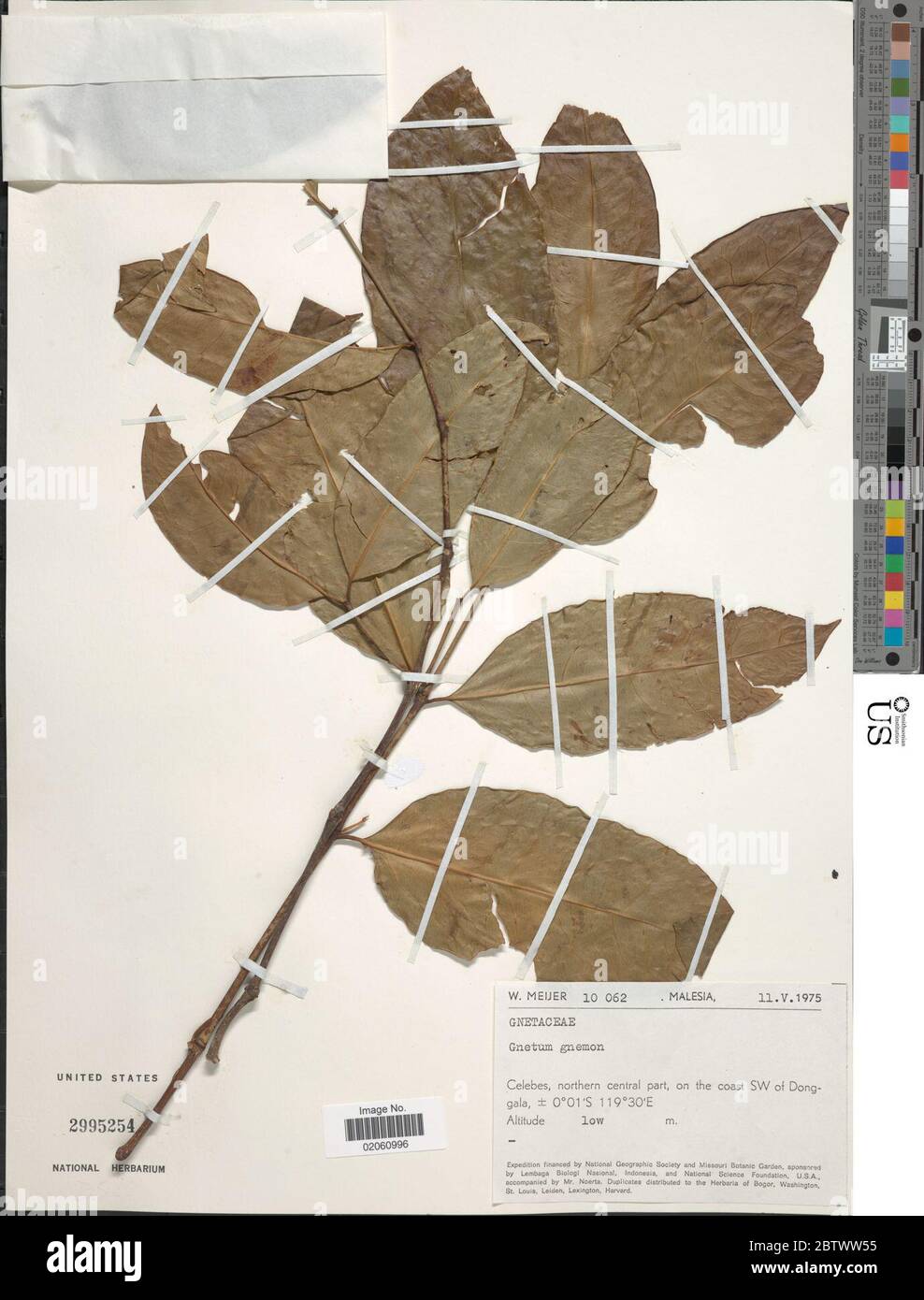 Gnetum gnemon hi-res stock photography and images - Alamy