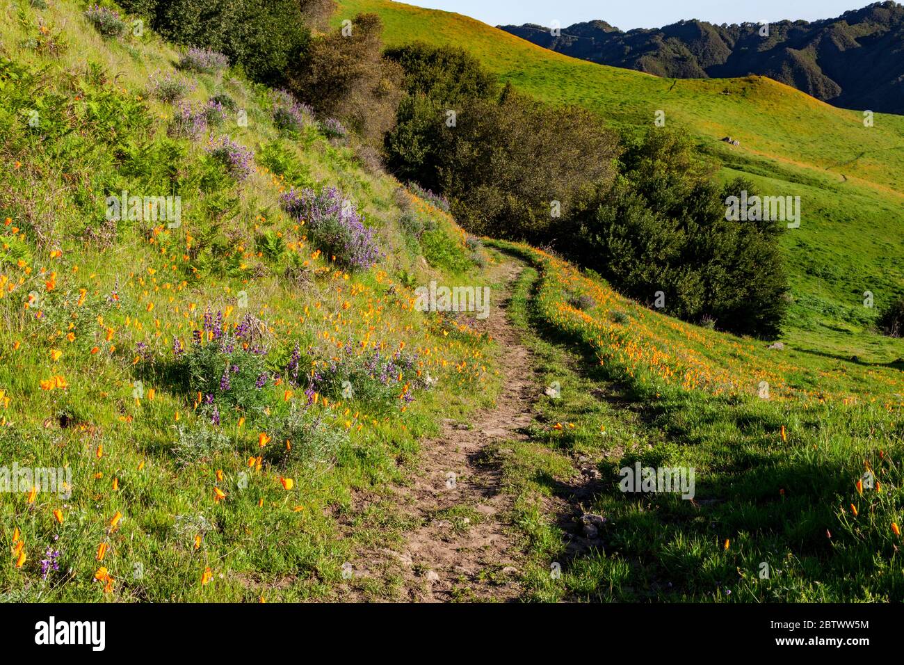 California poppies and other wildflowers bloom along the Cuesta Trail
