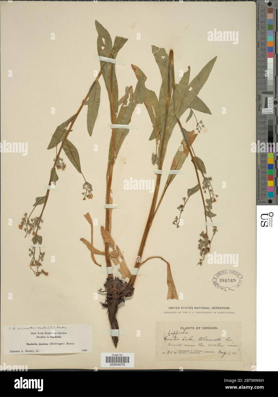 Hackelia micrantha. Stock Photo