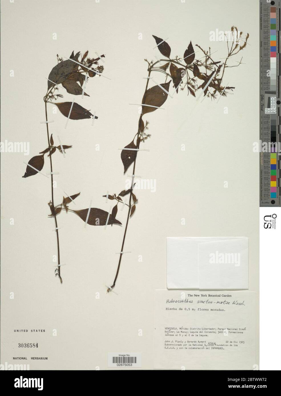 Habracanthus macrochilus Lindau. Stock Photo