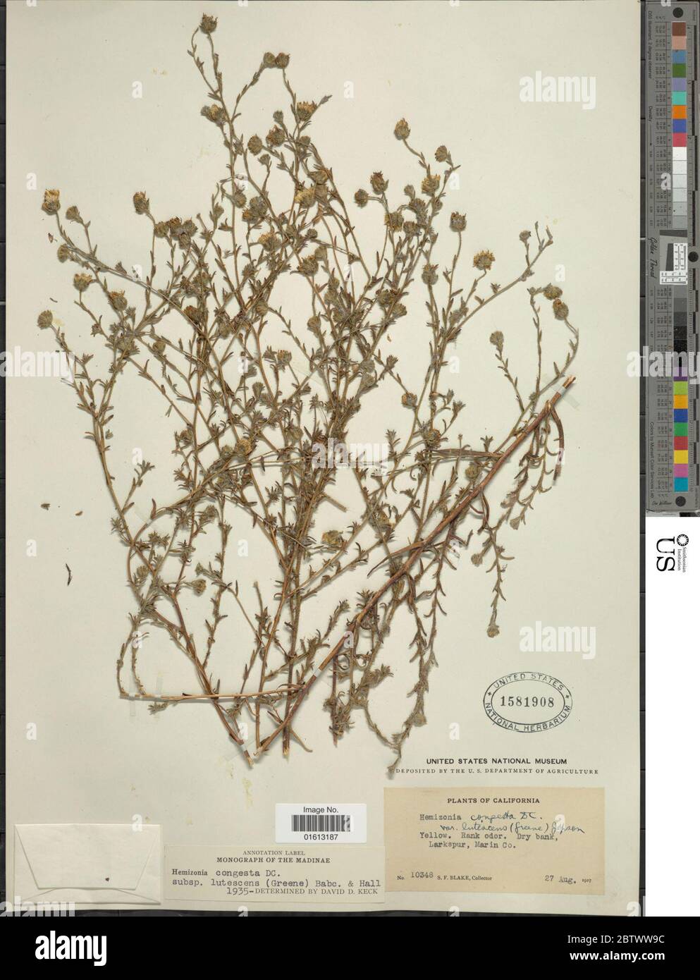 Hemizonia congesta subsp lutescens Greene Babc HM Hall. Stock Photo