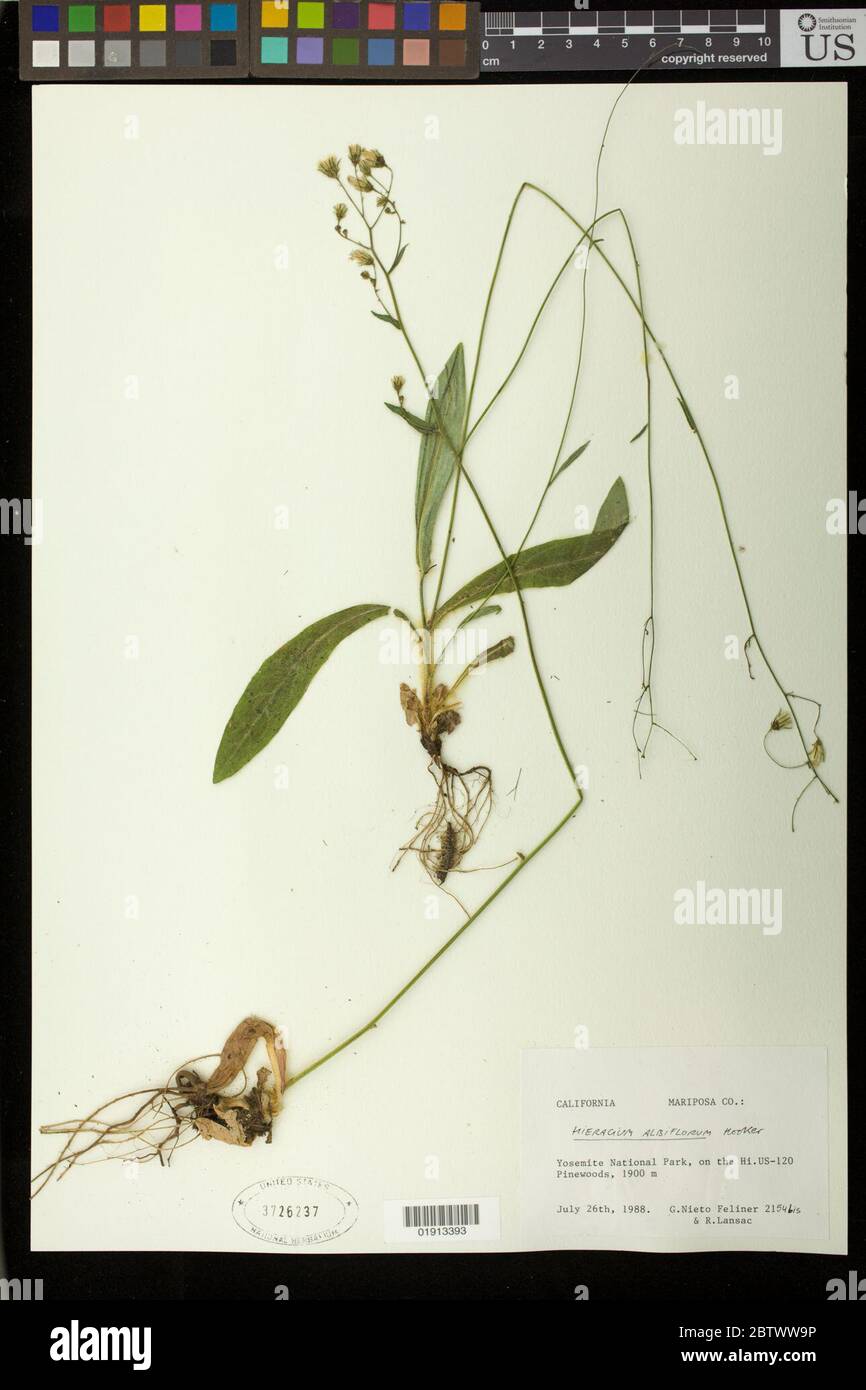 Hieracium albiflorum Hook. Stock Photo