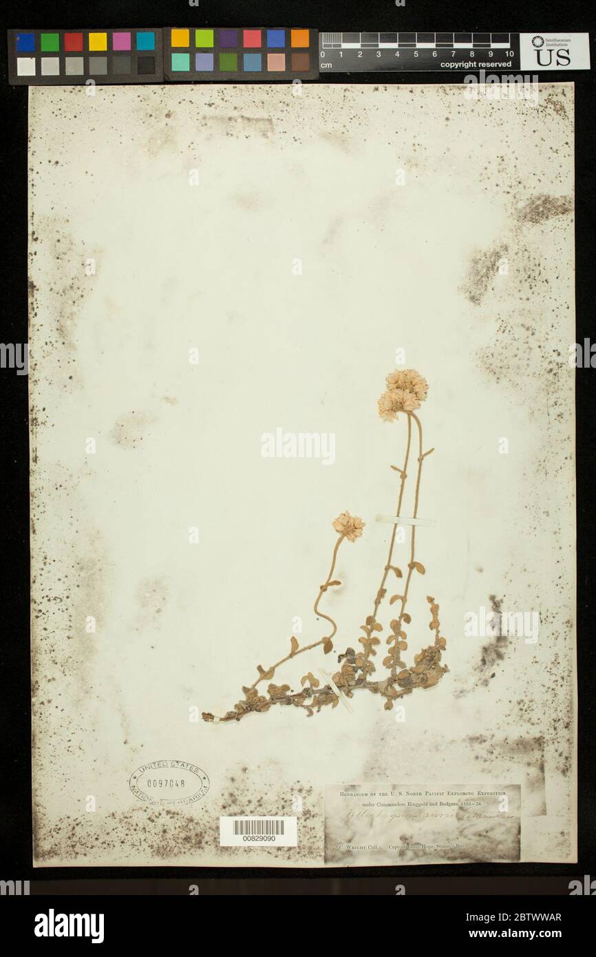 Helichrysum auriculatum Less. Stock Photo