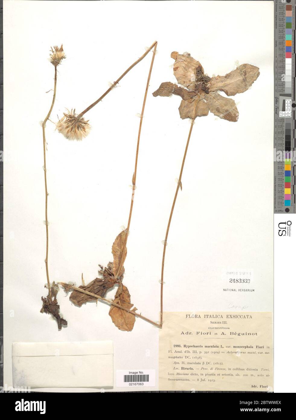 Hypochaeris maculata L. Stock Photo