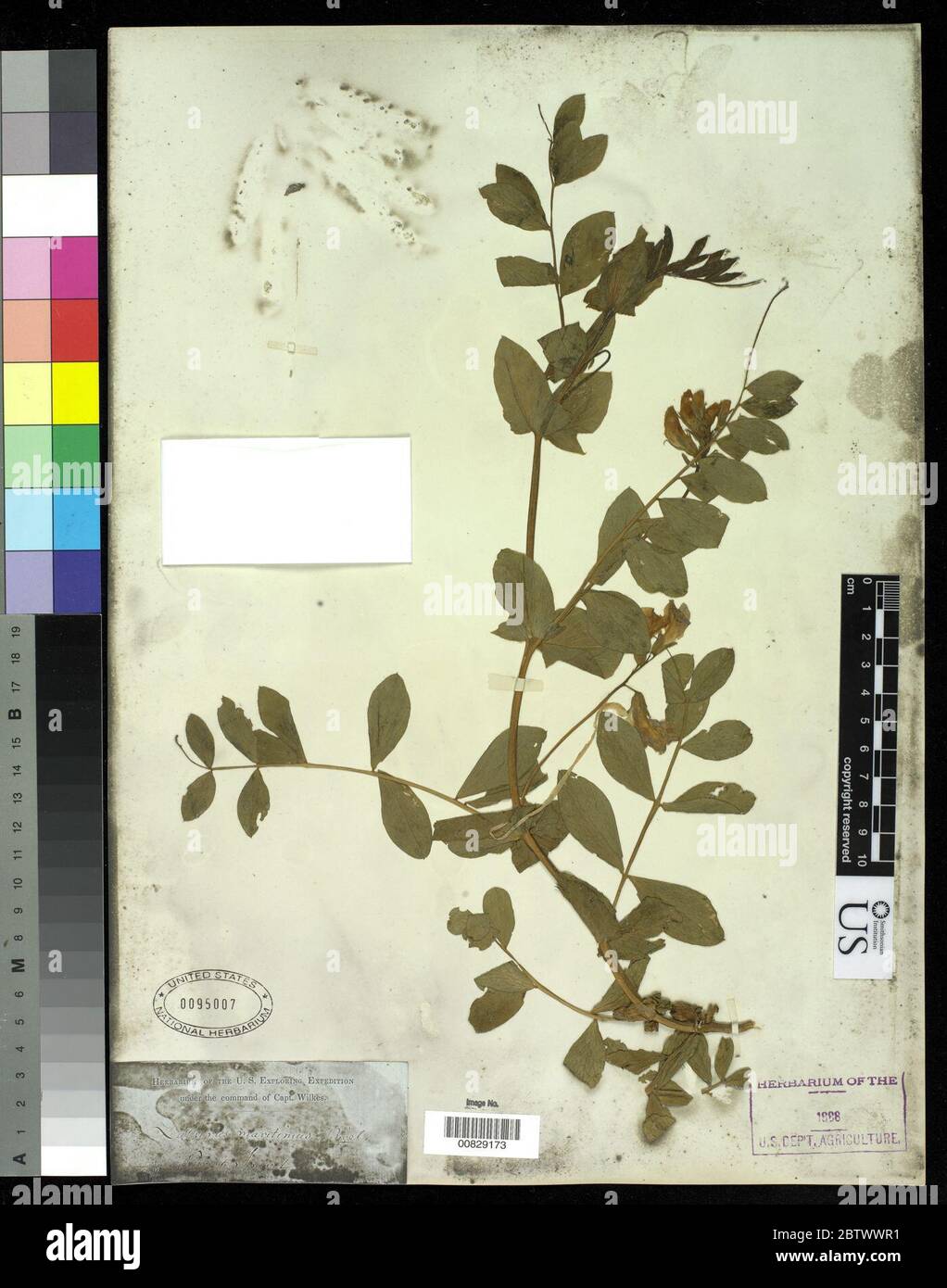 Lathyrus japonicus Willd. Stock Photo