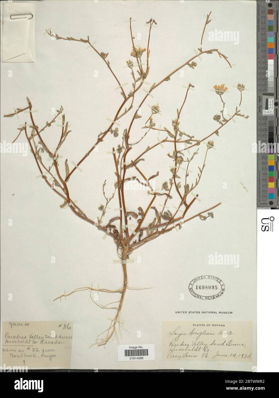 Layia chrysanthemoides DC A Gray. Stock Photo